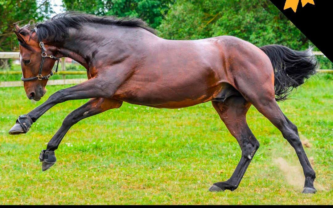 EQUIGOLD ! Une alimentation au top !