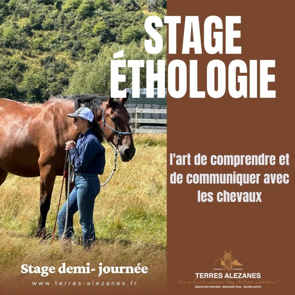 Stage Equitation Ethologique