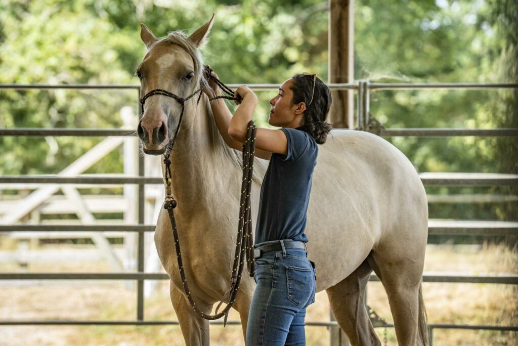 Terres Alezanes, équitation éthologique